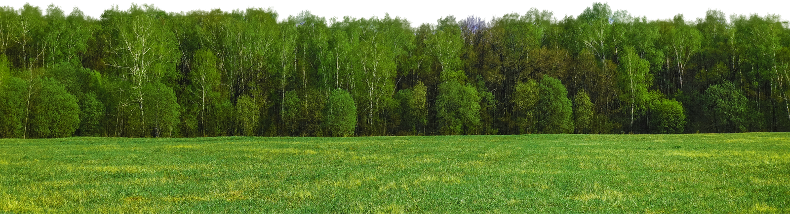 Trees